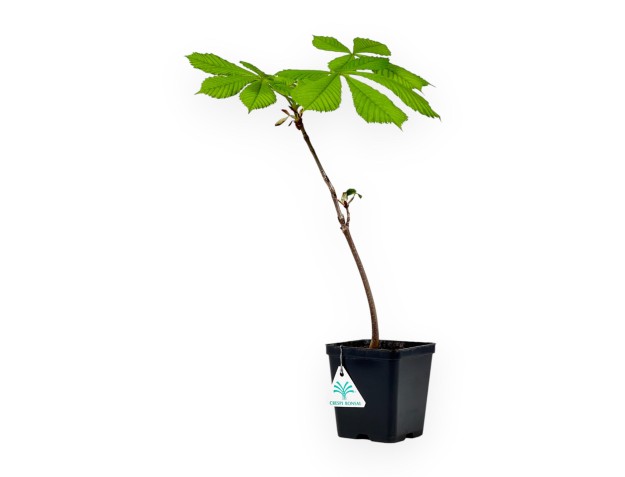 Aesculus Hippocastanum - Horse chestnut - 41 cm 2