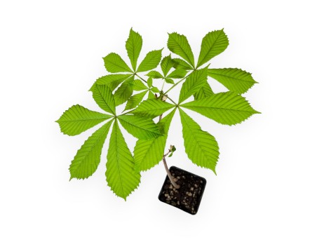 Aesculus Hippocastanum - Horse chestnut - 41 cm
