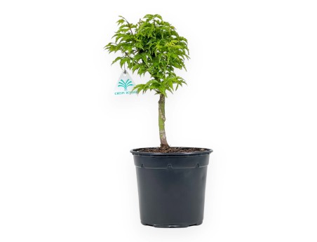 Acer Palmatum Shishigashira - érable - 35 cm