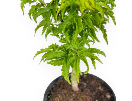 Acer Palmatum Shishigashira - érable - 35 cm