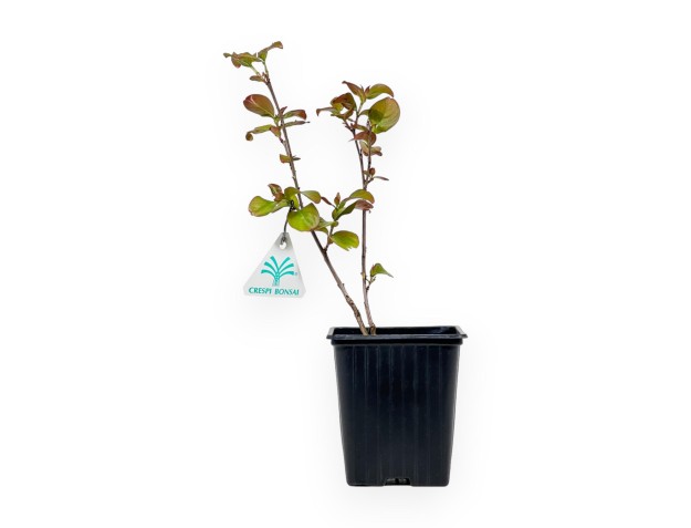 Lagerstroemia Indica Dynamite - Crape Myrtle - 28 cm