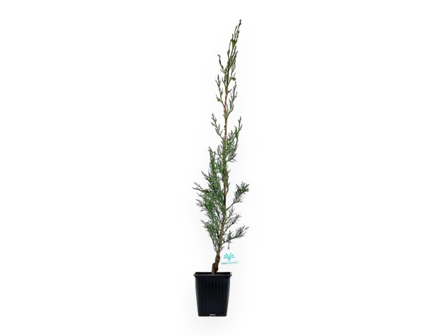 Cupressus Sempervirens Stricta - Cyprès - 70 cm