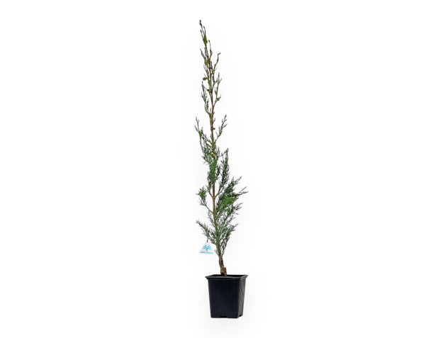 Cupressus Sempervirens Stricta - Cyprès - 70 cm 2