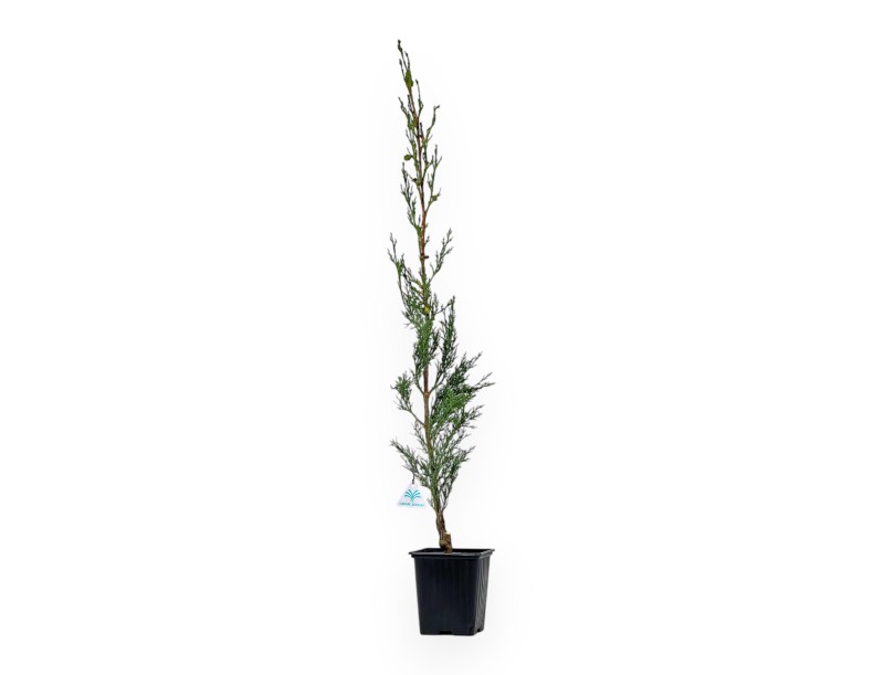 Cupressus Sempervirens Stricta - Cypress - 70 cm