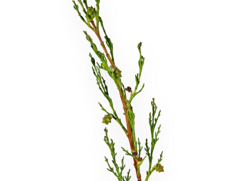 Cupressus Sempervirens Stricta - Cypress - 70 cm