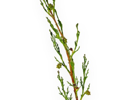 Cupressus Sempervirens Stricta - Cyprès - 70 cm