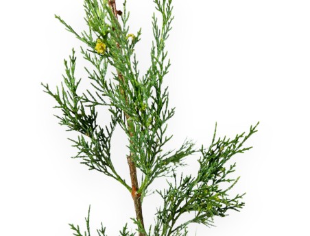 Cupressus Sempervirens Stricta - Cypress - 70 cm