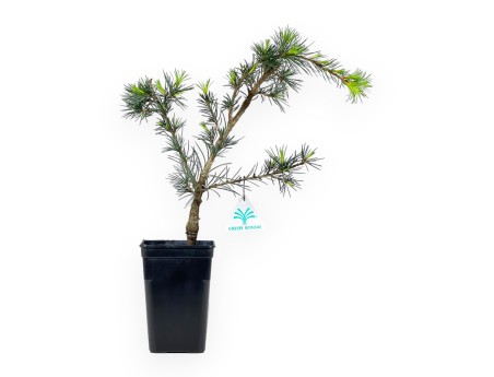 Cedrus Libani (de greffe) - Cedar - 38 cm