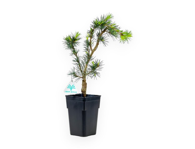 Cedrus Libani (de greffe) - Cèdre - 38 cm 2