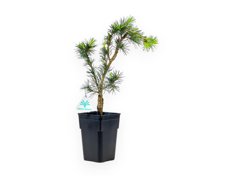 Cedrus Libani (de greffe) - Cedar - 38 cm