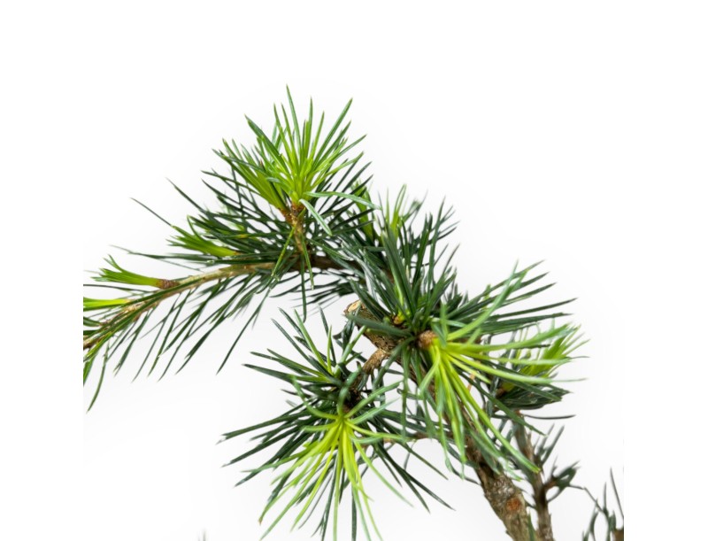 Cedrus Libani (de greffe) - Cedro - 38 cm