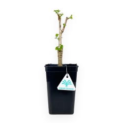 Ginkgo Biloba Menhir cov - 28 cm