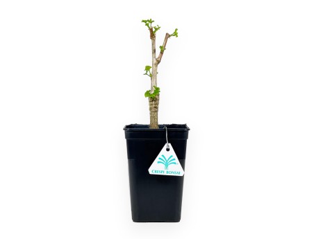 Ginkgo Biloba Menhir cov - 28 cm
