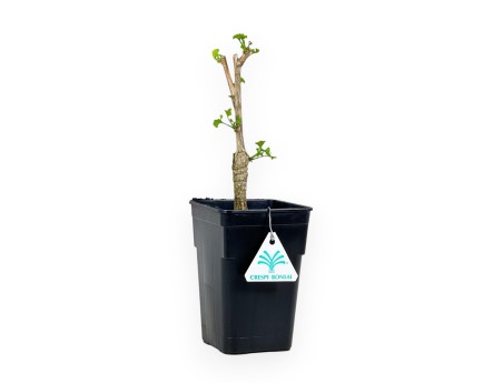Ginkgo Biloba Menhir cov - 28 cm