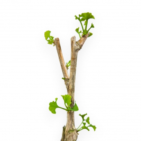 Ginkgo Biloba Menhir cov - 28 cm