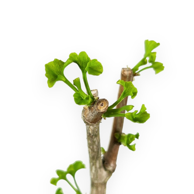 Ginkgo Biloba Menhir cov - 28 cm