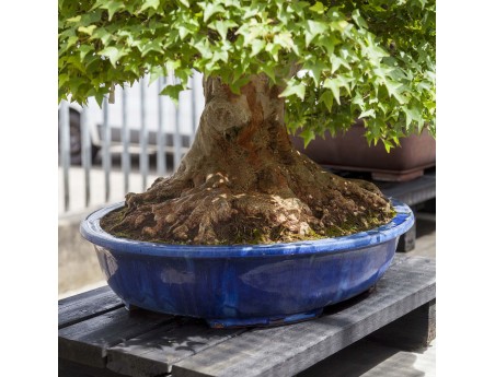 Acer Buergerianum - Ahorn - 114 cm