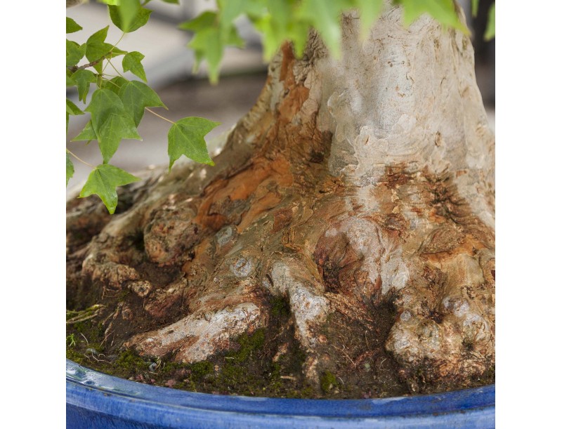Acer Buergerianum - Acero - 114 cm