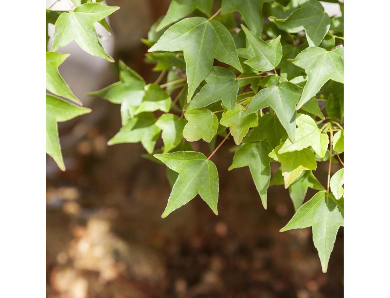 Acer Buergerianum - Ahorn - 114 cm