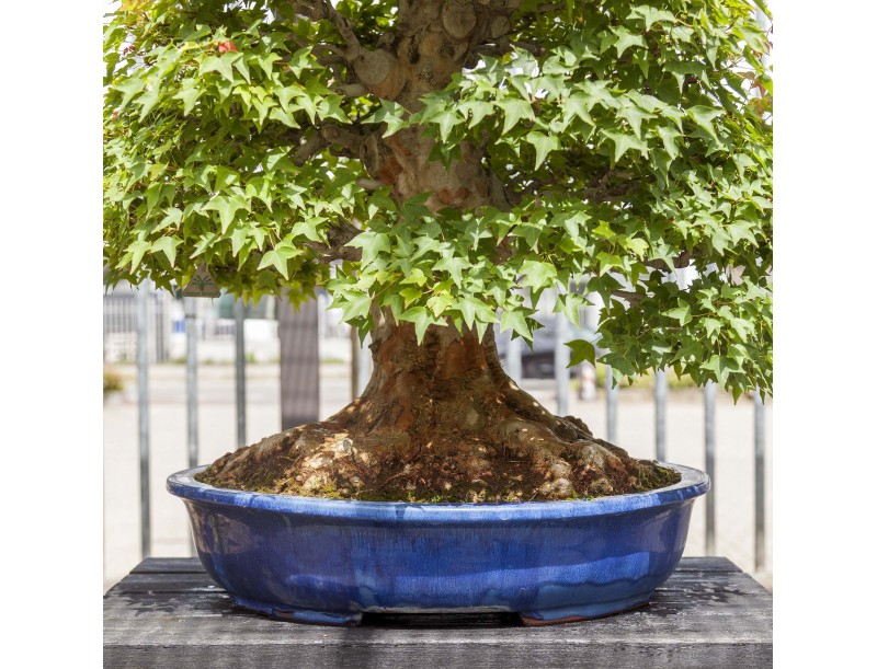 Acer Buergerianum - Ahorn - 114 cm
