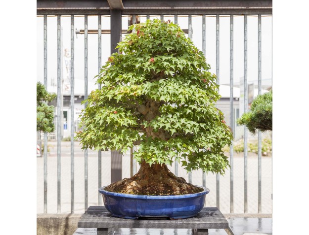 Acer Buergerianum - Maple - 114 cm