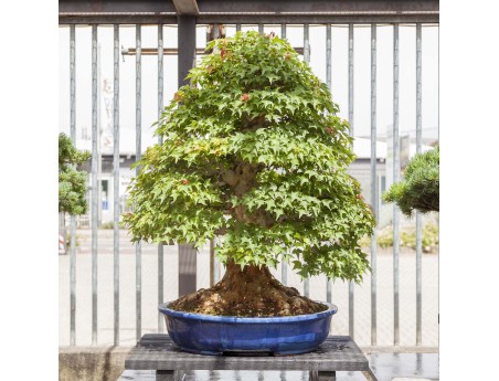 Acer Buergerianum - Acero - 114 cm