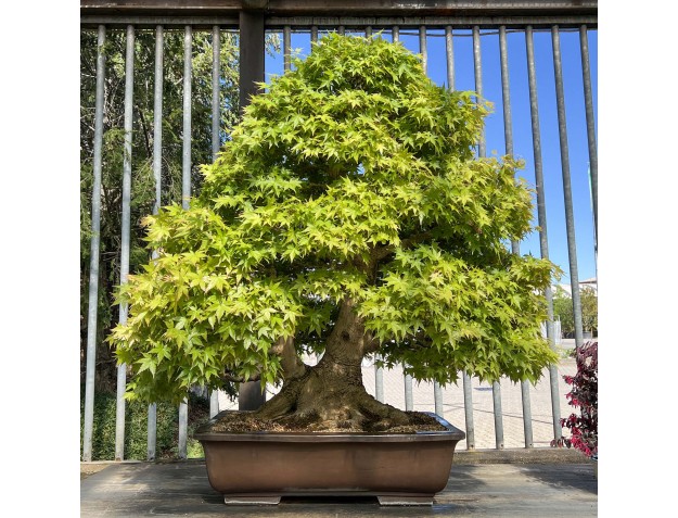 Acer palmatum viridis - Érable - 135 cm