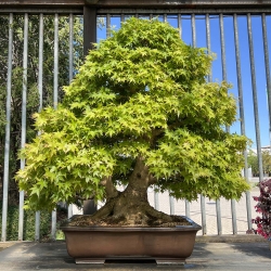 Acer palmatum viridis - Esdoorn - 135 cm