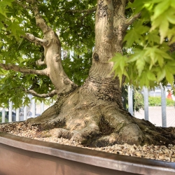 Acer palmatum viridis - Esdoorn - 135 cm