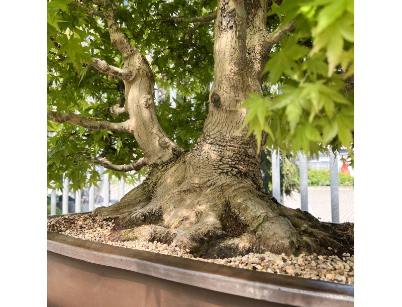 Acer palmatum viridis - Érable - 135 cm