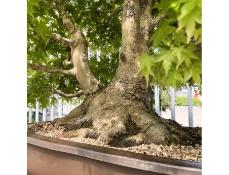 Acer palmatum viridis - Arce - 135 cm