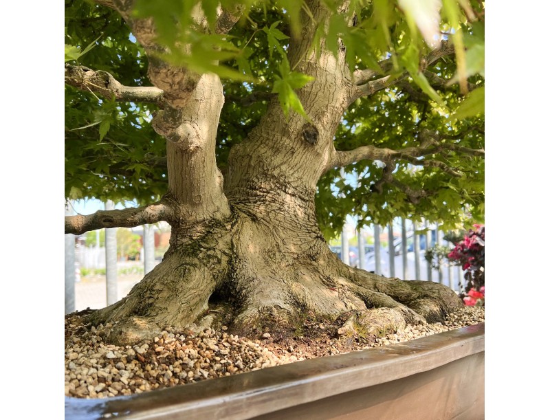 Acer palmatum viridis - Ahorn - 135 cm