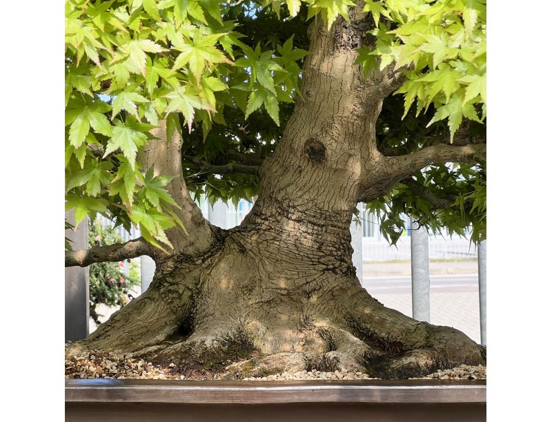 Acer palmatum viridis - Érable - 135 cm