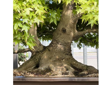 Acer palmatum viridis - Érable - 135 cm