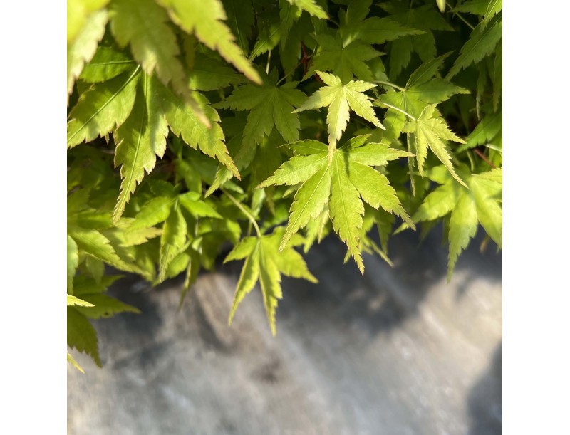 Acer palmatum viridis - Érable - 135 cm