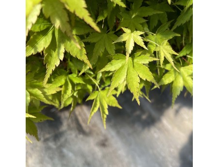Acer palmatum viridis - Érable - 135 cm