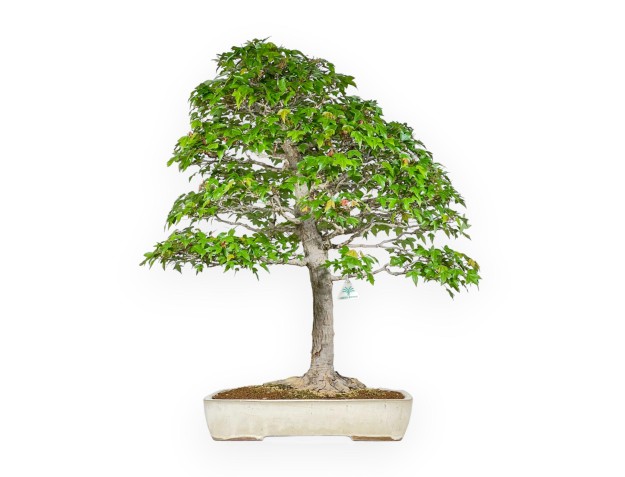 Acer Buergerianum - Érable - 84 cm