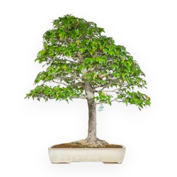Acer Buergerianum - Maple - 84 cm