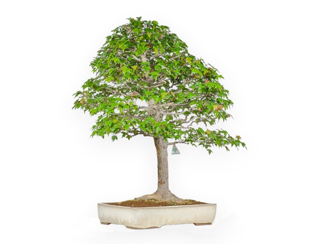 Acer Buergerianum - Maple - 84 cm 2