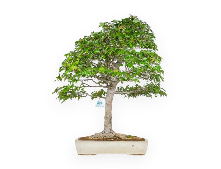 Acer Buergerianum - Érable - 84 cm