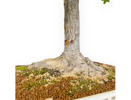 Acer Buergerianum - Maple - 84 cm