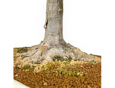 Acer Buergerianum - 84 cm