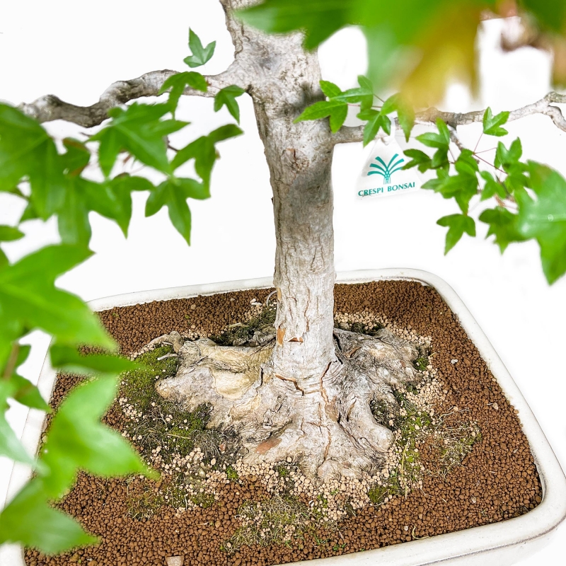 Acer Buergerianum - Acero - 84 cm