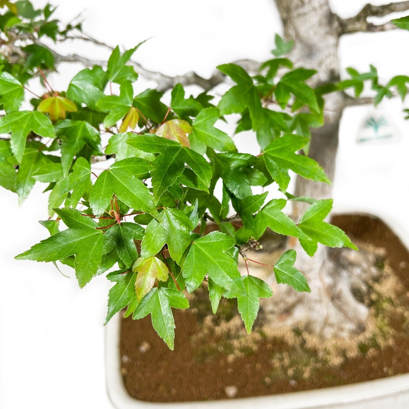 Acer Buergerianum - Acero - 84 cm