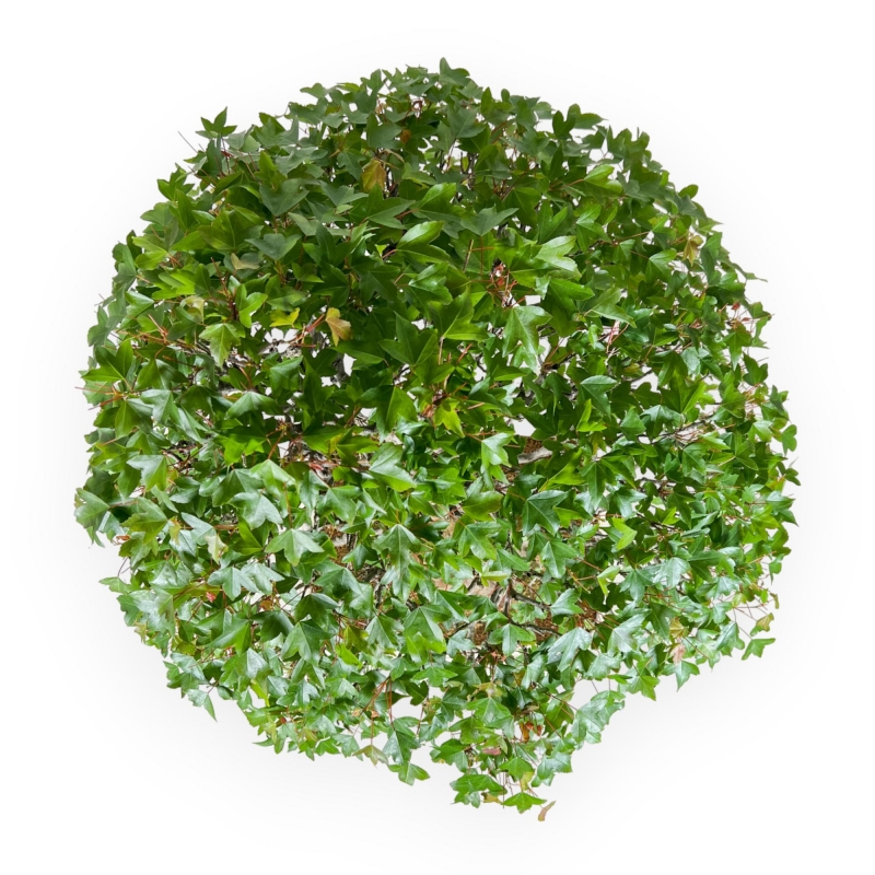 Acer Buergerianum - Acero - 84 cm