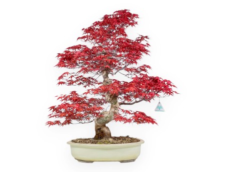 Acer palmatum deshojo - 67 cm