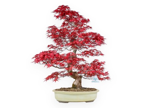 Acer palmatum deshojo - Acero - 67 cm