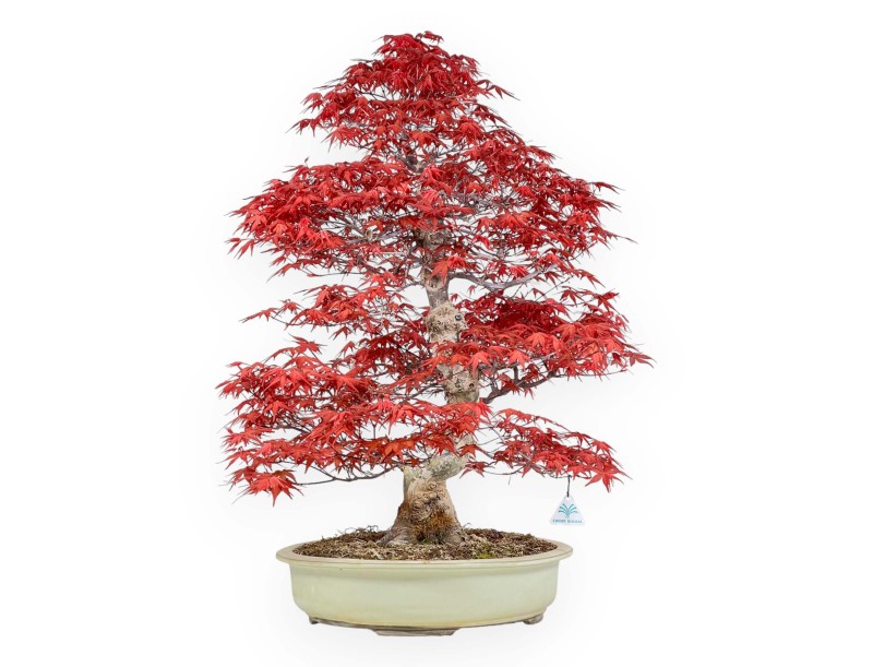 Acer palmatum deshojo - Érable - 67 cm
