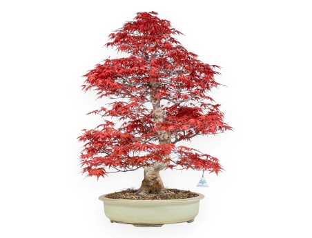 Acer palmatum deshojo - Maple - 67 cm