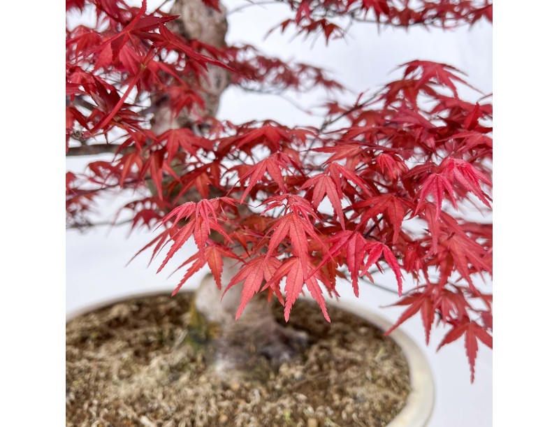 Acer palmatum deshojo - Acero - 67 cm